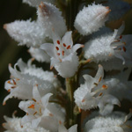 Northern White Colicroot