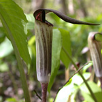 Jack-in-the-pulpit