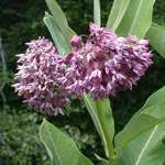 Common Milkweed