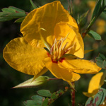 Partridge-pea