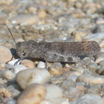 Carolina Grasshopper