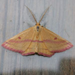 Chickweed Geometer