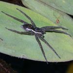 Dolomedes triton