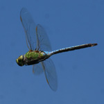 Green Darner