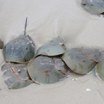 Atlantic Horseshoe-crab