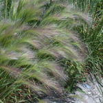 Foxtail Barley