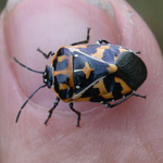 Harlequin Bug