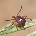 Lone Star Tick