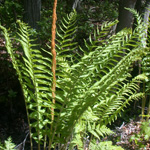 Cinnamon Fern