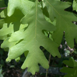 American White Oak