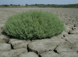 Dry Salt Habitats