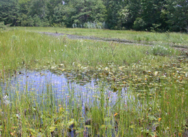 Cranberry Bogs