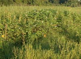 Arable Farm Fields