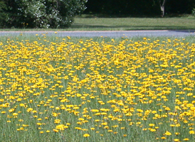 Rural Roadsides