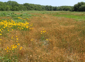 Early Successional Fields