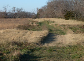 Early Successional Fields