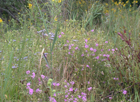 Herb-rich Marshes