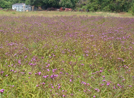 Wet Meadows