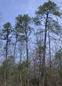 Dry Pine-Oak Forest