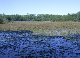 Freshwater Ponds