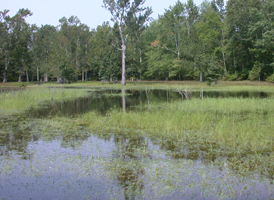 Vernal Ponds