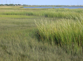 Mid Saltmarsh