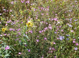 Herb-rich Marshes