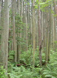 White Cedar Swamp