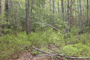 Upland Mixed Forest