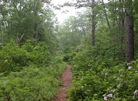 Dry Pine-Oak Forest