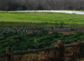 Arable Farm Fields