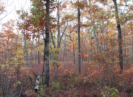 Dry Pine-Oak Forest