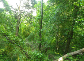 Coastal Dune Forest