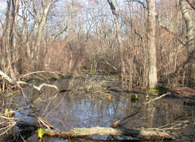 Maple Swamp