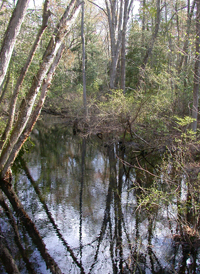 Mixed Wet Forest