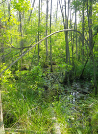 Mixed Wet Forest