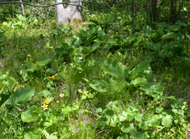 Mixed Wet Forest