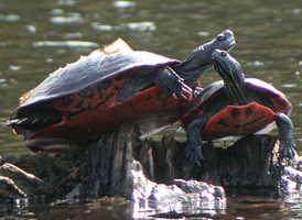 Northern Red-bellied Turtle