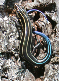 Common Five-lined Skink