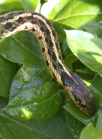 Common Garter Snake