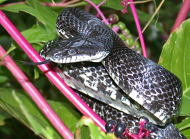Rat Snake