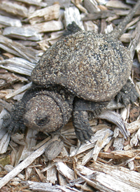 Common Snapping Turtle