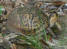 Eastern Box Turtle