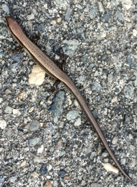 Ground Skink