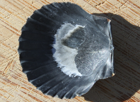 Bay Scallop