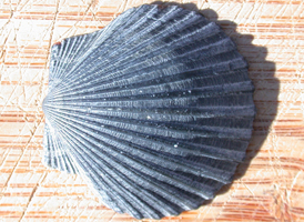 Bay Scallop
