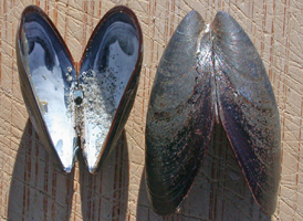 Blue Mussel