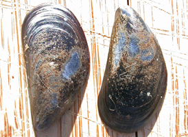 Blue Mussel