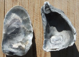 Common Oyster