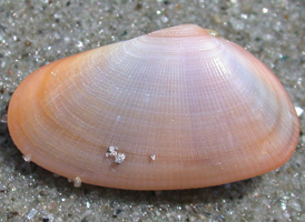 Coquina